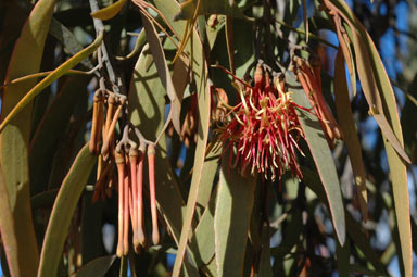 APII jpeg image of Amyema pendula subsp. pendula  © contact APII