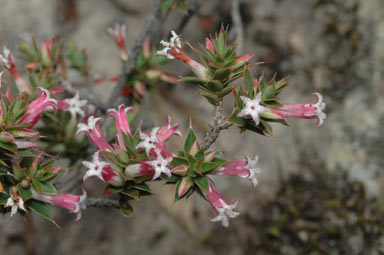 APII jpeg image of Leucopogon neo-anglicus  © contact APII