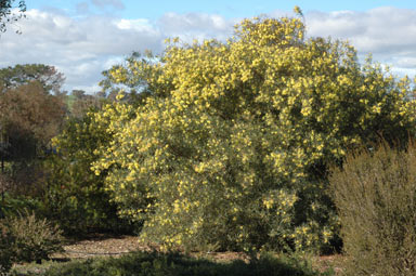 APII jpeg image of Acacia iteaphylla  © contact APII