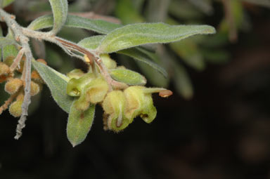 APII jpeg image of Grevillea floribunda 'Delicate Form'  © contact APII