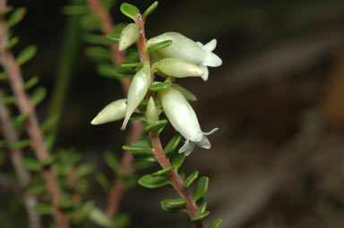 APII jpeg image of Epacris robusta  © contact APII