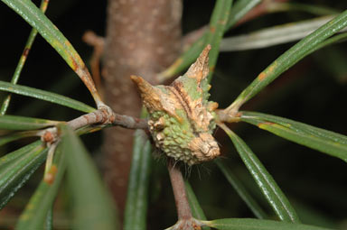 Lambertia seed pod - ANBG photo dig 4307 by Murray Fagg