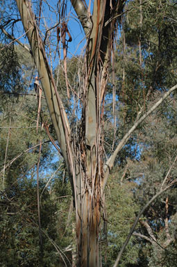 APII jpeg image of Eucalyptus approximans  © contact APII