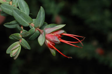 APII jpeg image of Darwinia citriodora  © contact APII