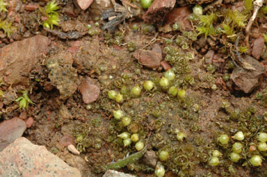 APII jpeg image of Goniomitrium acuminatum  © contact APII