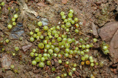 APII jpeg image of Goniomitrium acuminatum  © contact APII