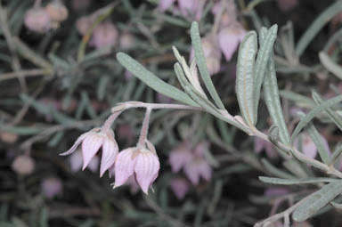 APII jpeg image of Guichenotia ledifolia  © contact APII