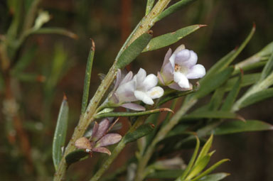 APII jpeg image of Eremophila pachyphylla  © contact APII