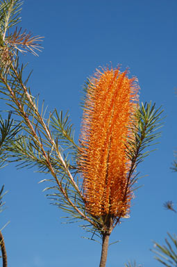 APII jpeg image of Banksia 'Giant Candles'  © contact APII