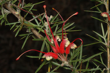 APII jpeg image of Grevillea newbeyi  © contact APII