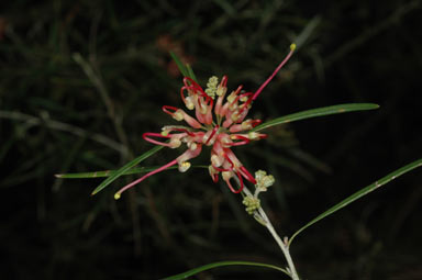 APII jpeg image of Grevillea 'Sid Reynolds'  © contact APII