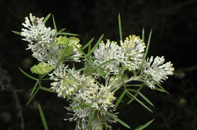 APII jpeg image of Grevillea triloba  © contact APII