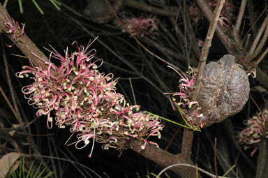 APII jpeg image of Hakea bakeriana  © contact APII