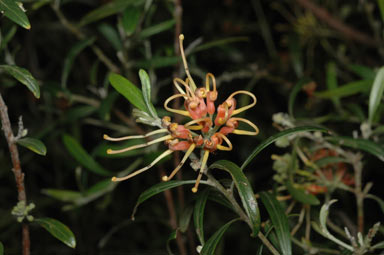 APII jpeg image of Grevillea olivacea  © contact APII