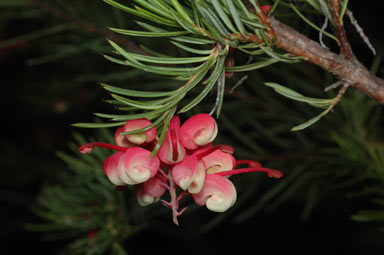 APII jpeg image of Grevillea rosmarinifolia subsp. rosmarinifolia  © contact APII