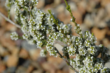 APII jpeg image of Micromyrtus sessilis  © contact APII