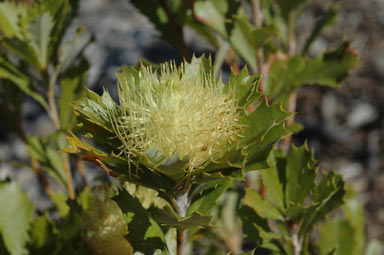 APII jpeg image of Banksia anatona  © contact APII
