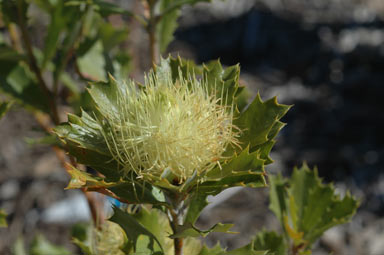 APII jpeg image of Banksia anatona  © contact APII