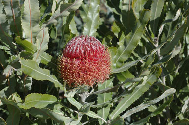 APII jpeg image of Banksia menziesii 'Dwarf'  © contact APII