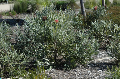 APII jpeg image of Banksia menziesii 'Dwarf'  © contact APII