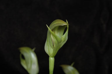 APII jpeg image of Pterostylis curta  © contact APII