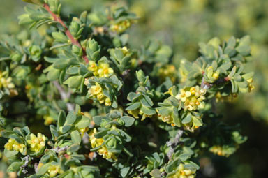 APII jpeg image of Pimelea serpyllifolia  © contact APII