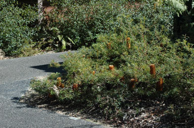 APII jpeg image of Banksia spinulosa 'Stumpy Gold'  © contact APII