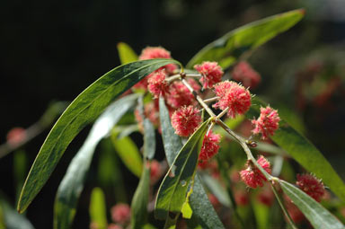 APII jpeg image of Acacia leprosa 'Scarlet Blaze'  © contact APII