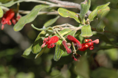 APII jpeg image of Grevillea linsmithii  © contact APII