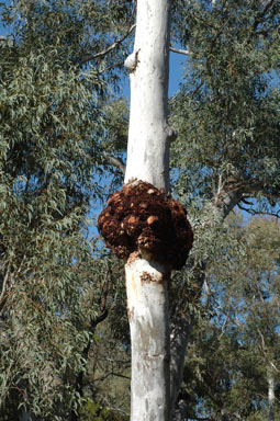 APII jpeg image of Eucalyptus mannifera  © contact APII