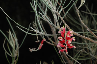 APII jpeg image of Grevillea parallelinervis  © contact APII