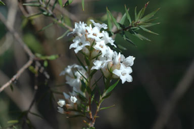 APII jpeg image of Epacris (Kanangra-Mt Boulter nursery)  © contact APII