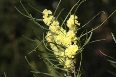 APII jpeg image of Acacia phasmoides  © contact APII