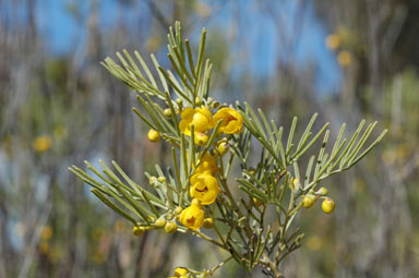 APII jpeg image of Senna artemisioides subsp. artemisioides  © contact APII