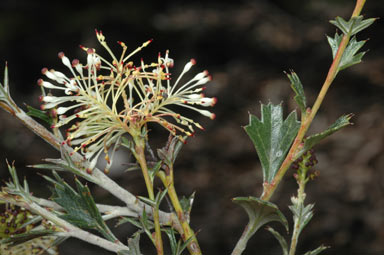 APII jpeg image of Grevillea acrobotrya  © contact APII