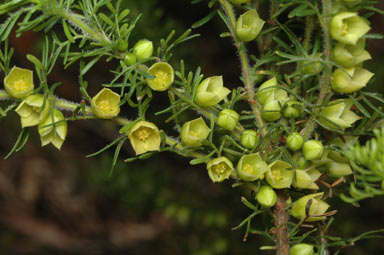 APII jpeg image of Boronia tetrandra  © contact APII