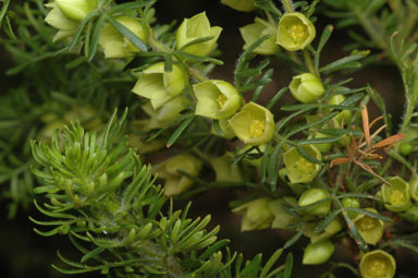 APII jpeg image of Boronia tetrandra  © contact APII