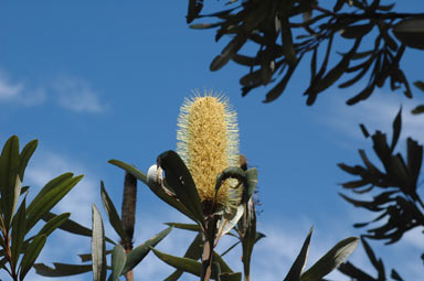 APII jpeg image of Banksia integrifolia subsp. monticola  © contact APII