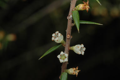 APII jpeg image of Leptecophylla juniperina  © contact APII