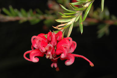 APII jpeg image of Grevillea 'Raspberry Red'  © contact APII