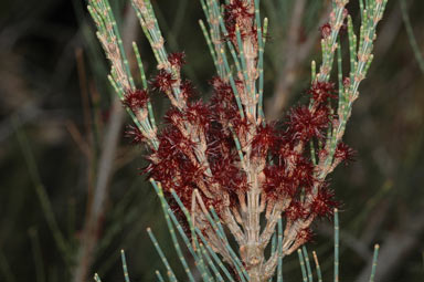 APII jpeg image of Allocasuarina zephyrea  © contact APII