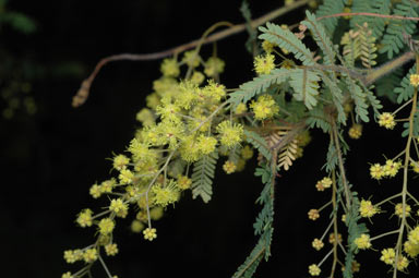 APII jpeg image of Acacia pubescens  © contact APII