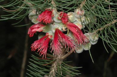 APII jpeg image of Calothamnus rupestris  © contact APII