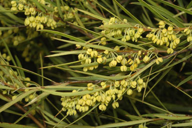 APII jpeg image of Notelaea linearis  © contact APII