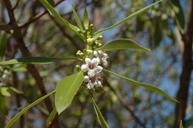 APII jpeg image of Myoporum montanum  © contact APII