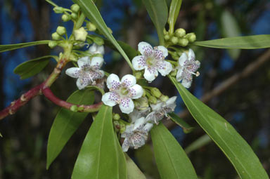 APII jpeg image of Myoporum montanum  © contact APII