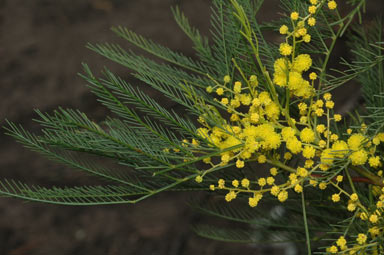 APII jpeg image of Acacia dangarensis  © contact APII