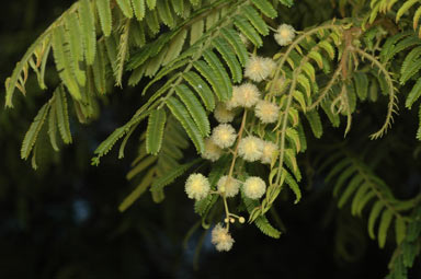 APII jpeg image of Acacia oshanesii  © contact APII