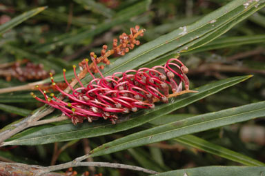 APII jpeg image of Grevillea aspleniifolia  © contact APII
