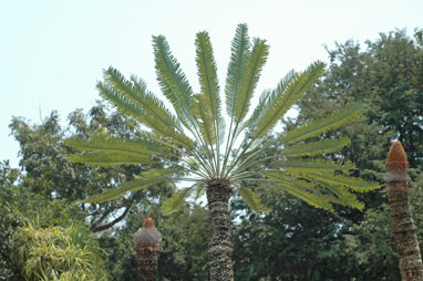 APII jpeg image of Cycas conferta  © contact APII